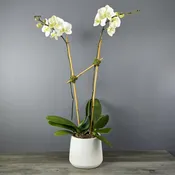 Orchid Subscription