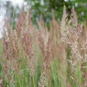 Autumn Bentgrass Seeds (Agrostis perennans)