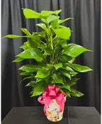8" POTHOS IVY