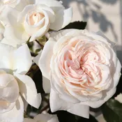 Arborose® Honeymoon™ Climbing Rose