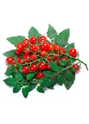 Everglades Tomato Plant Heirloom Heat Tolerant