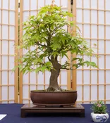 Bonsai Tree | Seed Grow Kit