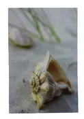 11 3/4″ Seashell Conch Canvas Print – Hanging Wall Decor