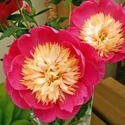Paeonia lactiflora 'Bowl of Love' (Peony)