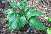 Ain't Misbehavin Hosta
