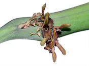 Acianthera pantasmoides