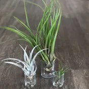 Air Plants