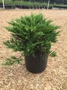 Andorra Juniper