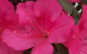 AZALEA ENCORE AUTUMN SANGRIA (3 GALLON) azalea x ‘encore’