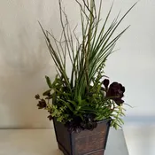 Succulent Plant