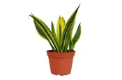 Buy A Sansevieria Snake Plant 'Gold Flame' Houseplant From The ZEN Succulent — The Zen Succulent | Low Maintenance Greenery At Your Doorstep