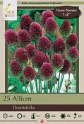Allium Drumsticks 25pk