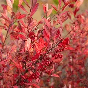 Aronia arbutifolia