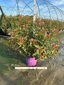 Amber Jubilee™ Ninebark