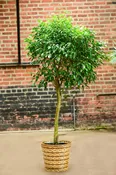 Ficus Benjamina