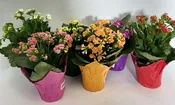 4″ Kalanchoe