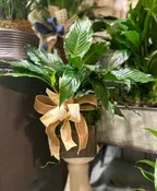 6 INCH PEACE LILY