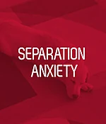 Separation Anxiety Dog Training — Yuruani Olguin Dog Training Inc