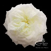 Alabaster Garden Rose