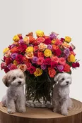 100 Rainbow Roses