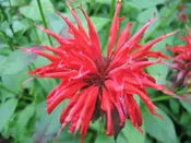 Monarda didyma (Bee Balm) ‘Fireball’ [ID#671]