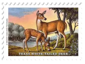 2026 Texas White-Tailed Deer Conservation Stamp
