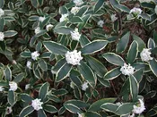 White Winter Daphne Variegated