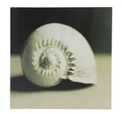 12″ Black and White Nautilus Seashell Canvas