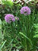 Allium senescens   Corkscrew allium, German garlic, Greater mountain garlic  Z 4-9