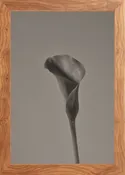 EVER BLOOMING 01