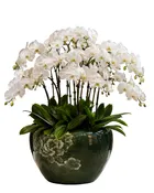 Blooming Orchid 365