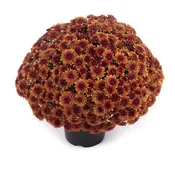 Avalon Orange Mum, 9″