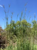 Big Bluestem – Andropogon gerardii