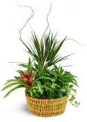Classic Dish Garden