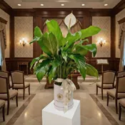 Peace Lily plant