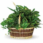 Large Basket Garden