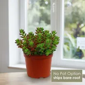Jelly Bean Succulent 'Sedum rubrotinctum'
