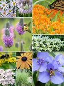 32 Plant Low-Growing Garden for Medium Soils