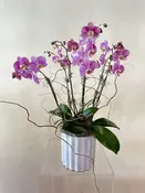 Large Potted Orchid Plant — Bella Bloom Maui