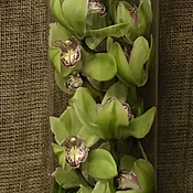 Underwater Orchid
