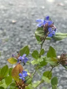 Ceratostigma plumbaginoides / PLUMBAGO — Franks Perennial Border
