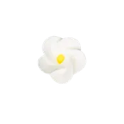 1-1/8" Frangipani Plumeria - Small - White