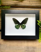 Bathus Lycides – Framed