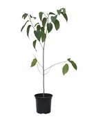 Coffee Colubrina | Wild Coffee | Florida Native Tree