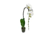 5in Phal White Swan in Grow 12/pk – Cardboard Tray