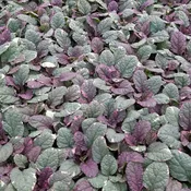 Ajuga reptans Burgundy Glow <br>(Bugleweed / Carpet Bugle) <br>Flat of 24 Cells
