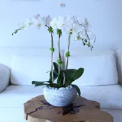 Triple White Orchid