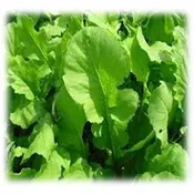 Appin Turnip Seed – Annual