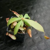 Nepenthes smilesii x bokorensis, CAR-0142