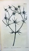1427 (Eryngium) The Botanical Magazine. London, 1812.